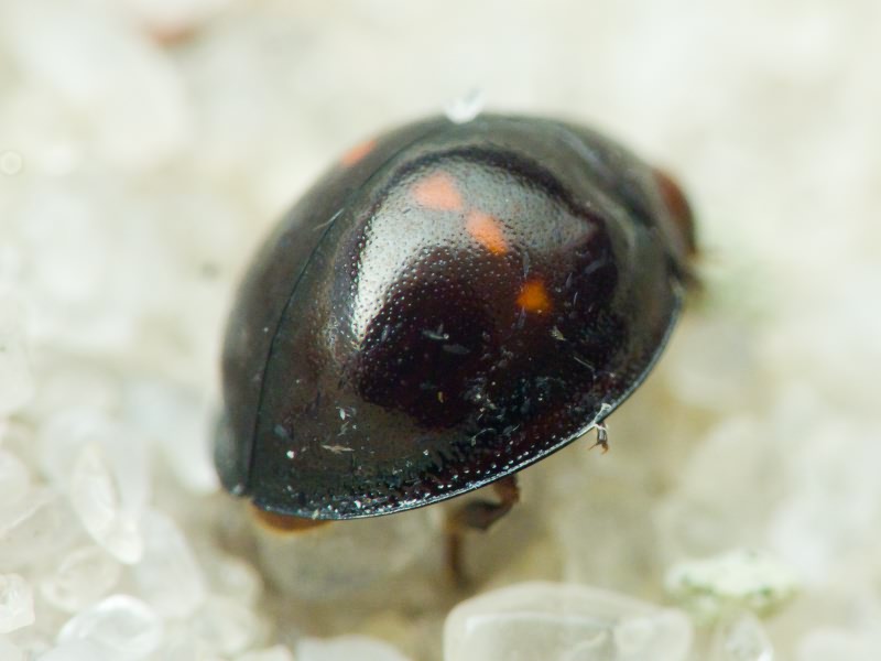 Chilocorus bipustulatus (Linnaeus, 1758)